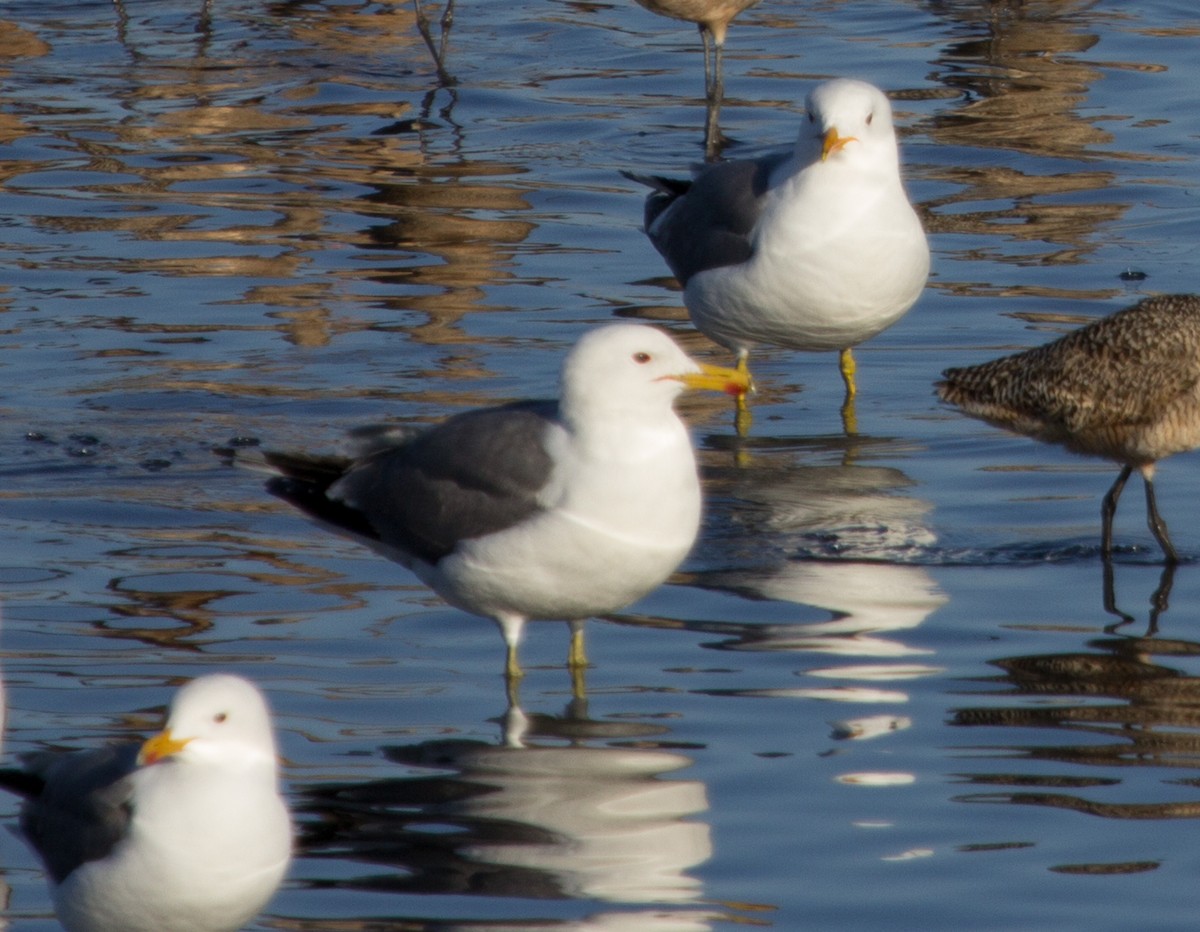 Gaviota Californiana - ML638543191