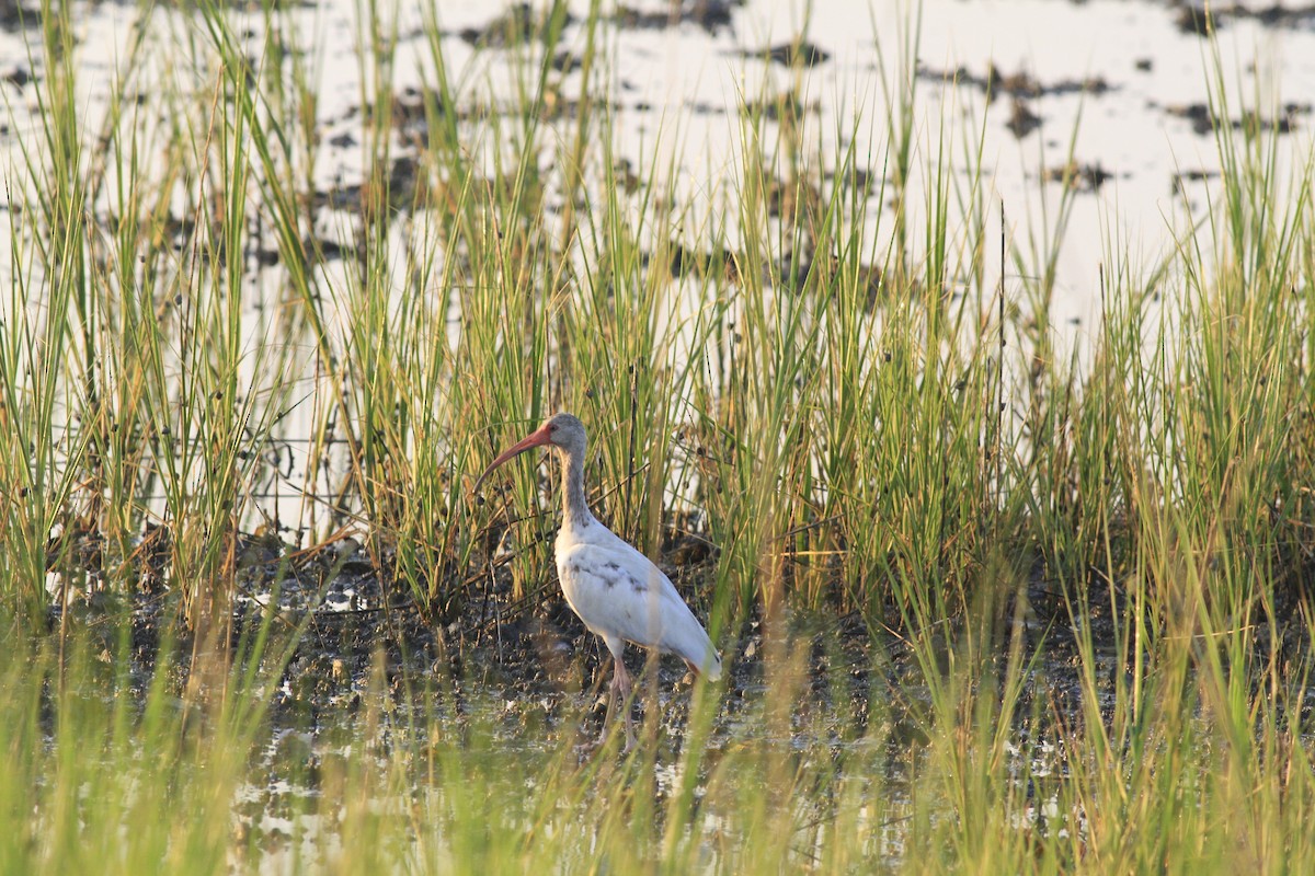 Ibis Blanco - ML638543196