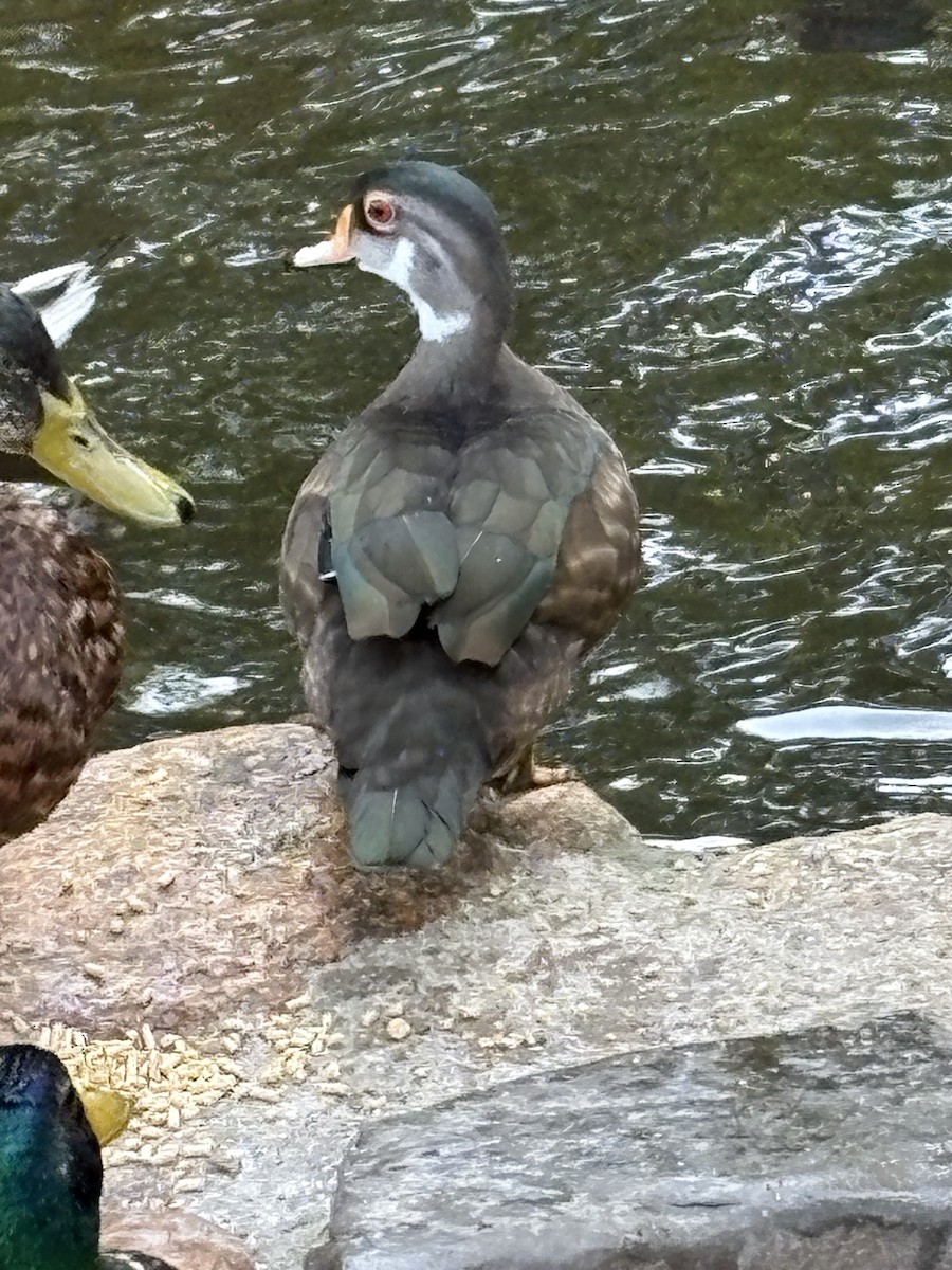 Pato Joyuyo - ML638543210