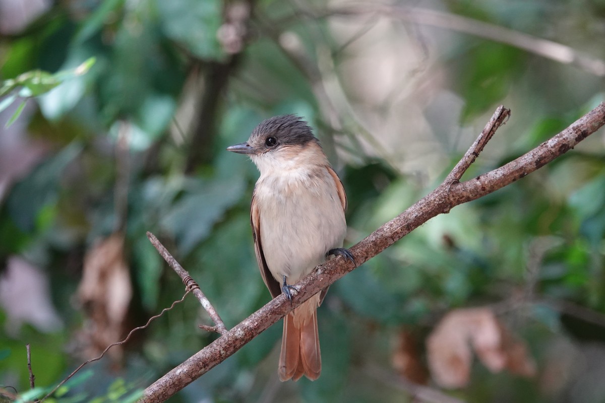 Mosquero Mínimo - ML638543213