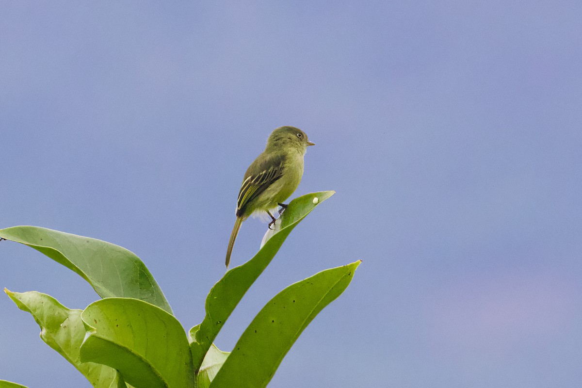 Mishana Tyrannulet - ML638543227