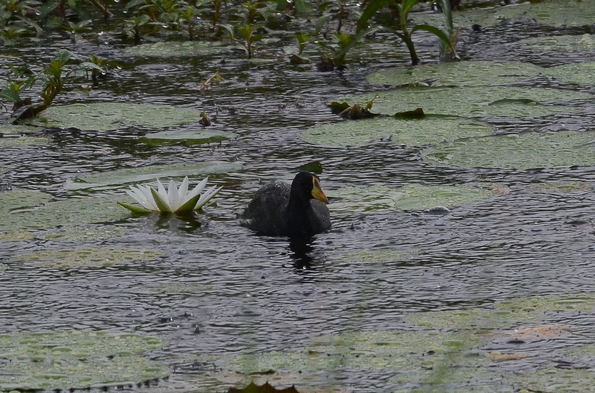 Lesser Moorhen - ML638543237