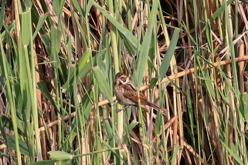Reed Bunting - ML638543259