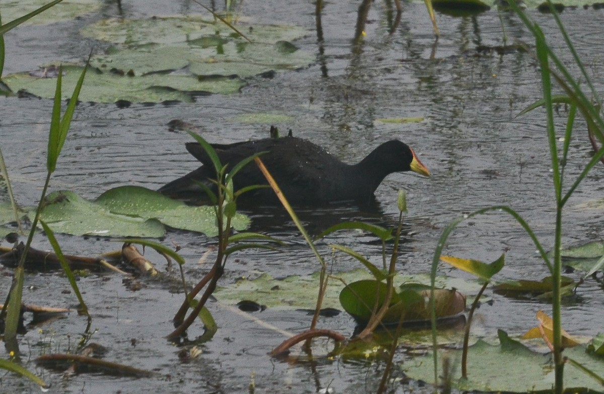 Lesser Moorhen - ML638543271