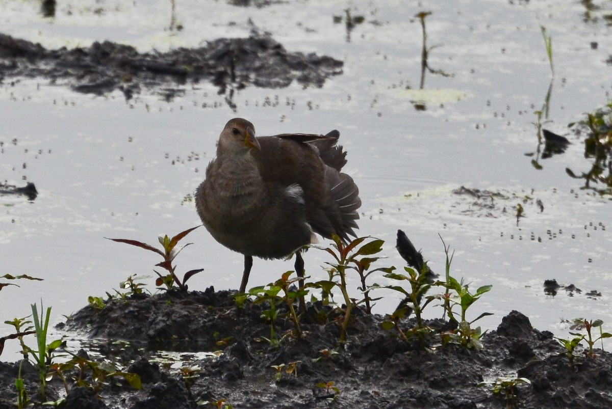 Lesser Moorhen - ML638543285