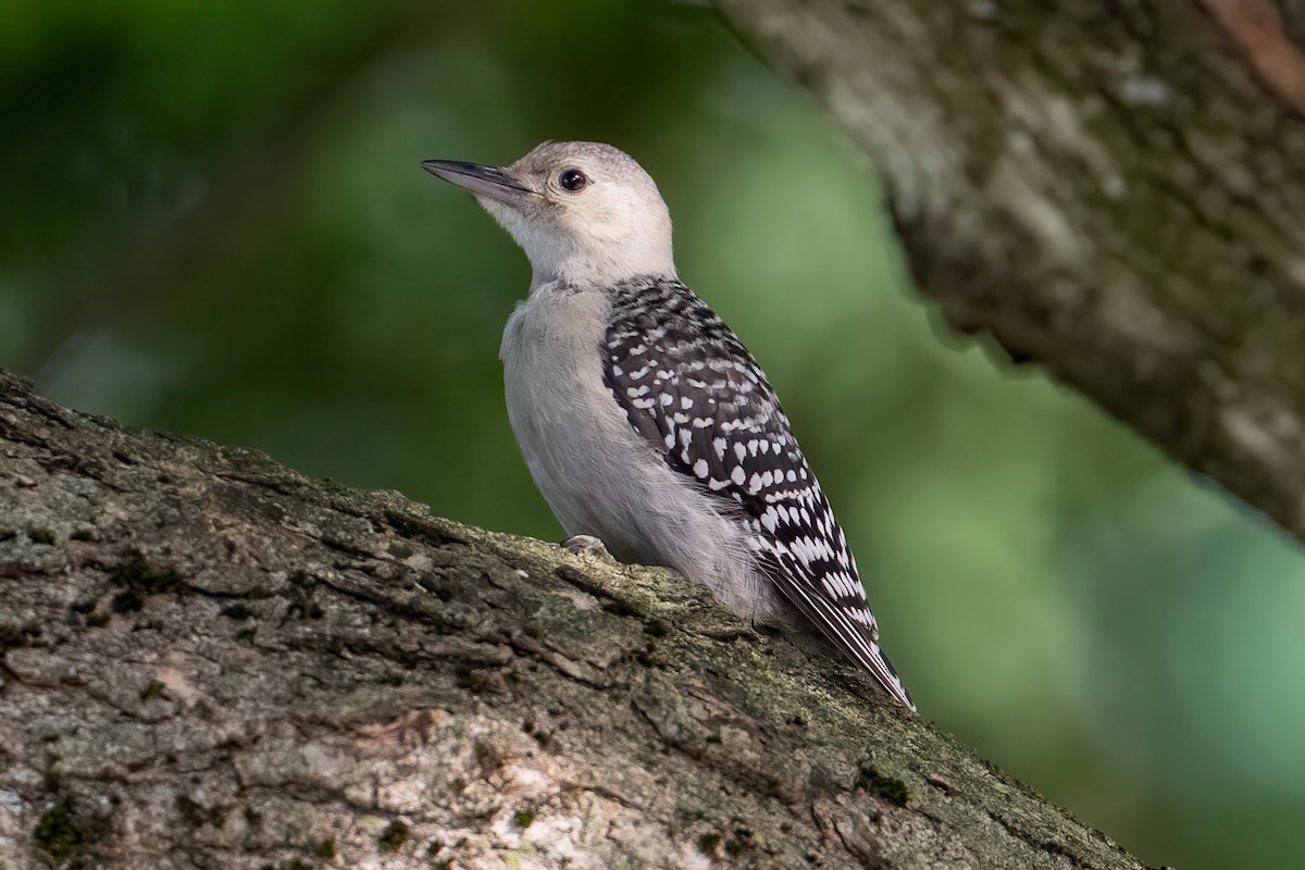 Red-bellied Woodpecker - ML638543292