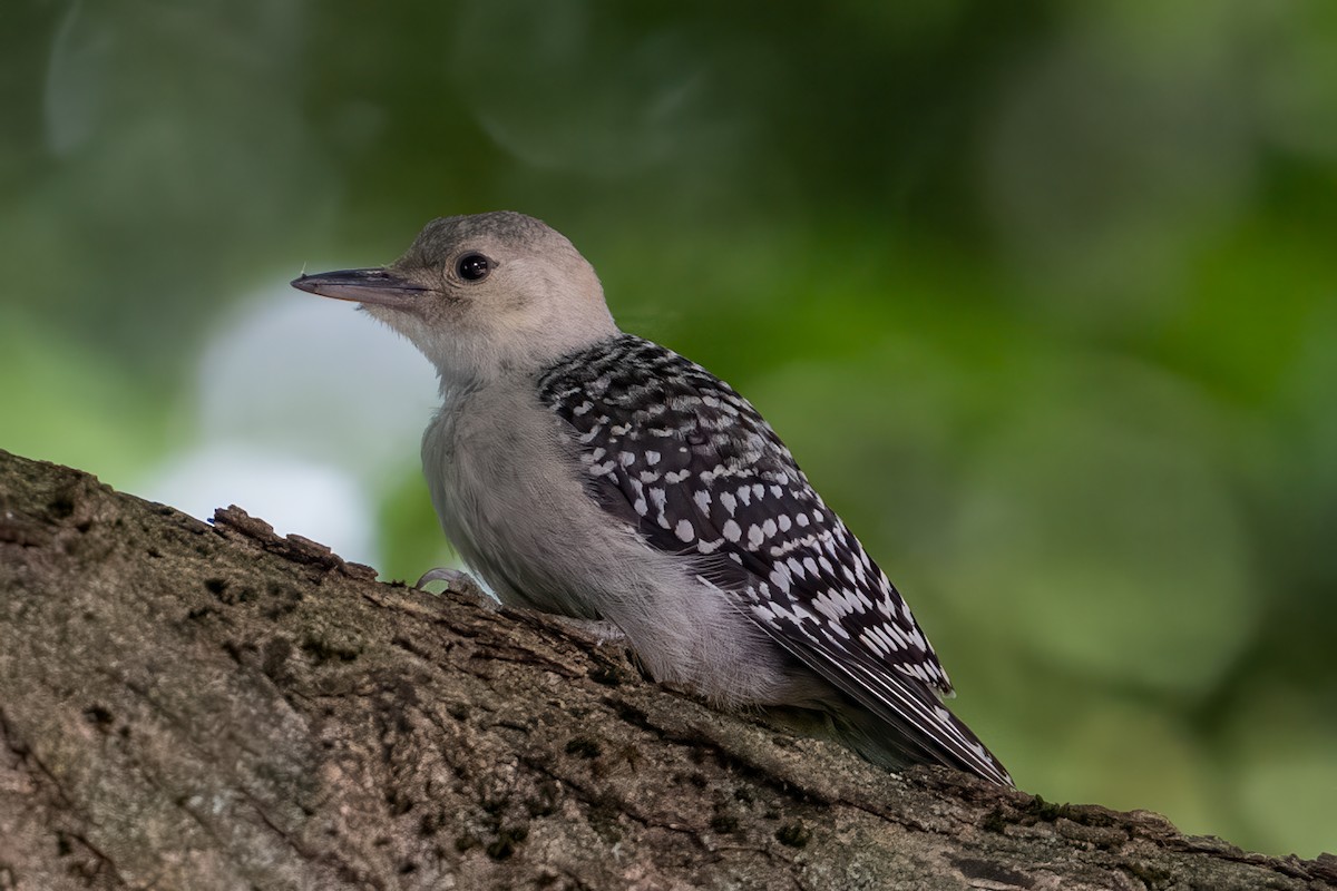 Red-bellied Woodpecker - ML638543293