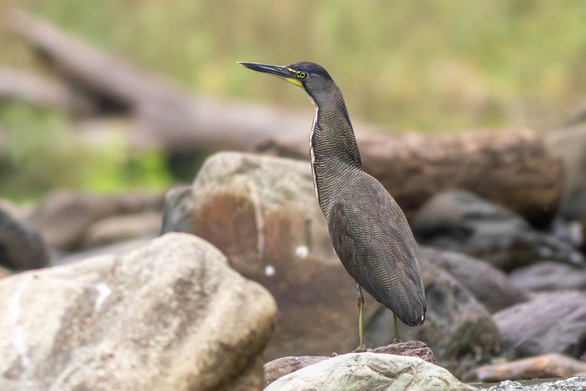 Fasciated Tiger-Heron - ML638543297