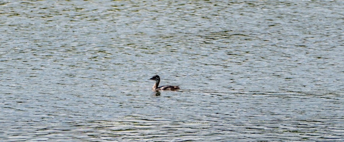 Pied-billed Grebe - ML638543307