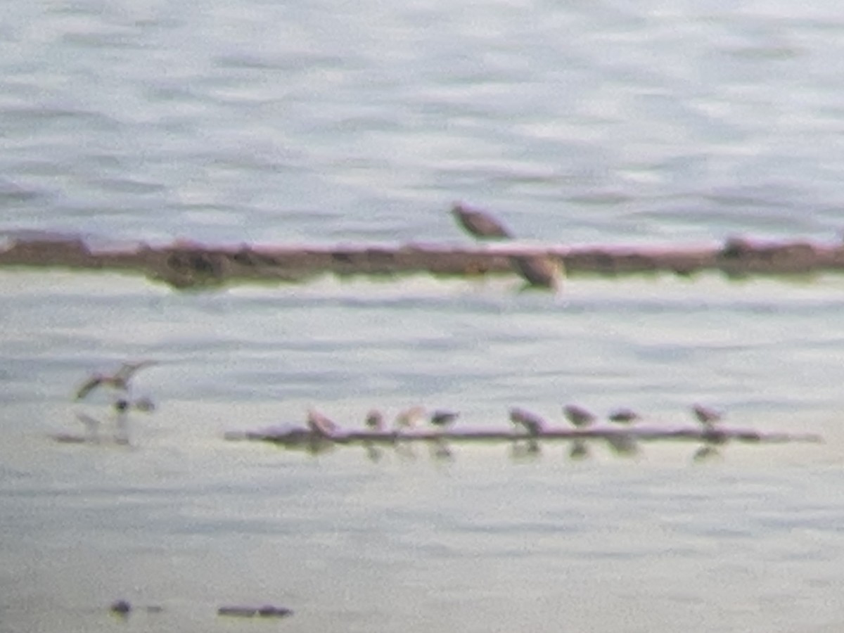 Least Sandpiper - ML638543379