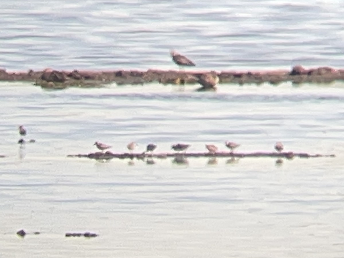 Least Sandpiper - ML638543380