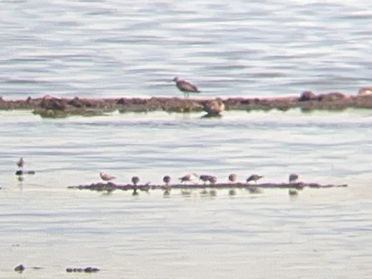 Least Sandpiper - ML638543381