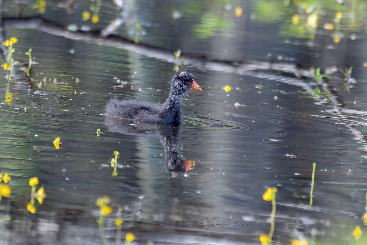 Common Gallinule - ML638543394