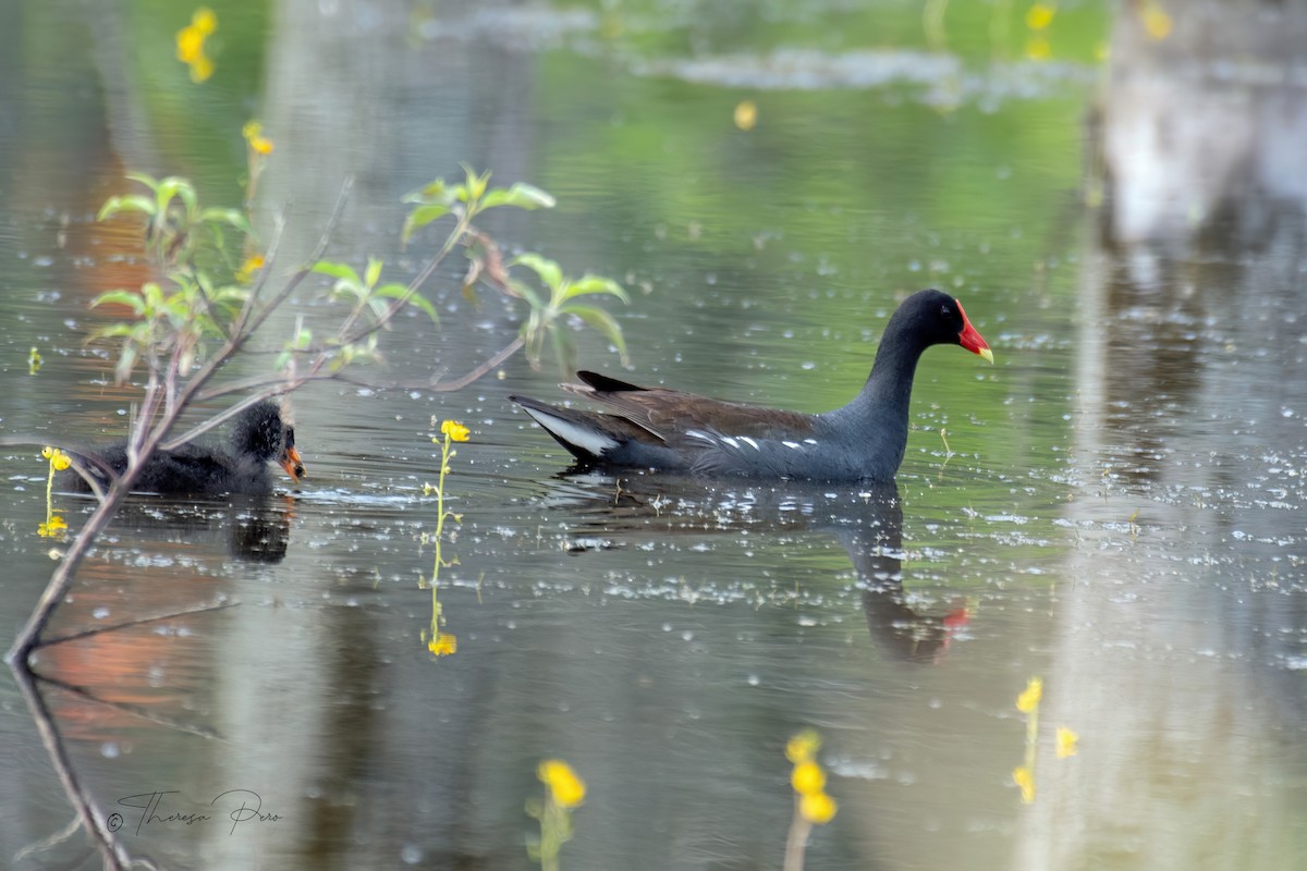 Common Gallinule - ML638543395