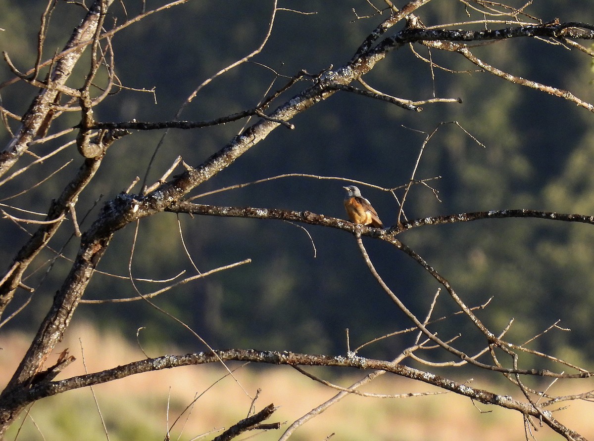 Rufous-tailed Rock-Thrush - ML638543397