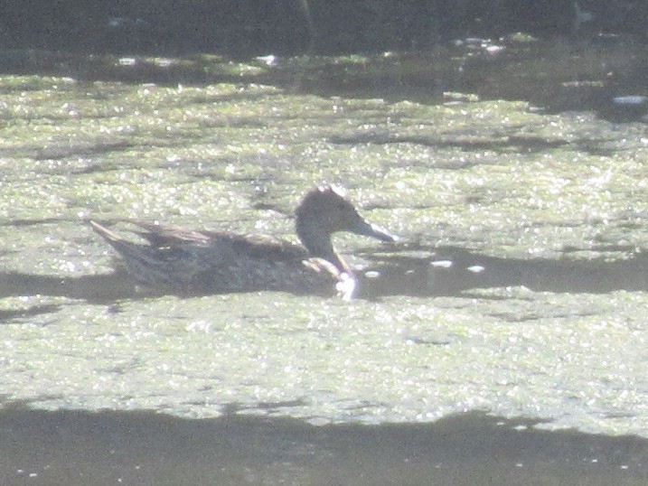 Northern Pintail - ML638543405