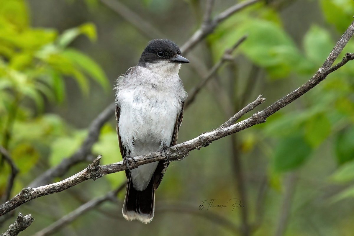 Eastern Kingbird - ML638543413