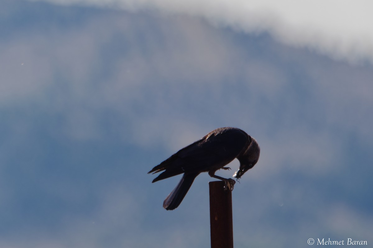 Eurasian Jackdaw - ML638543425