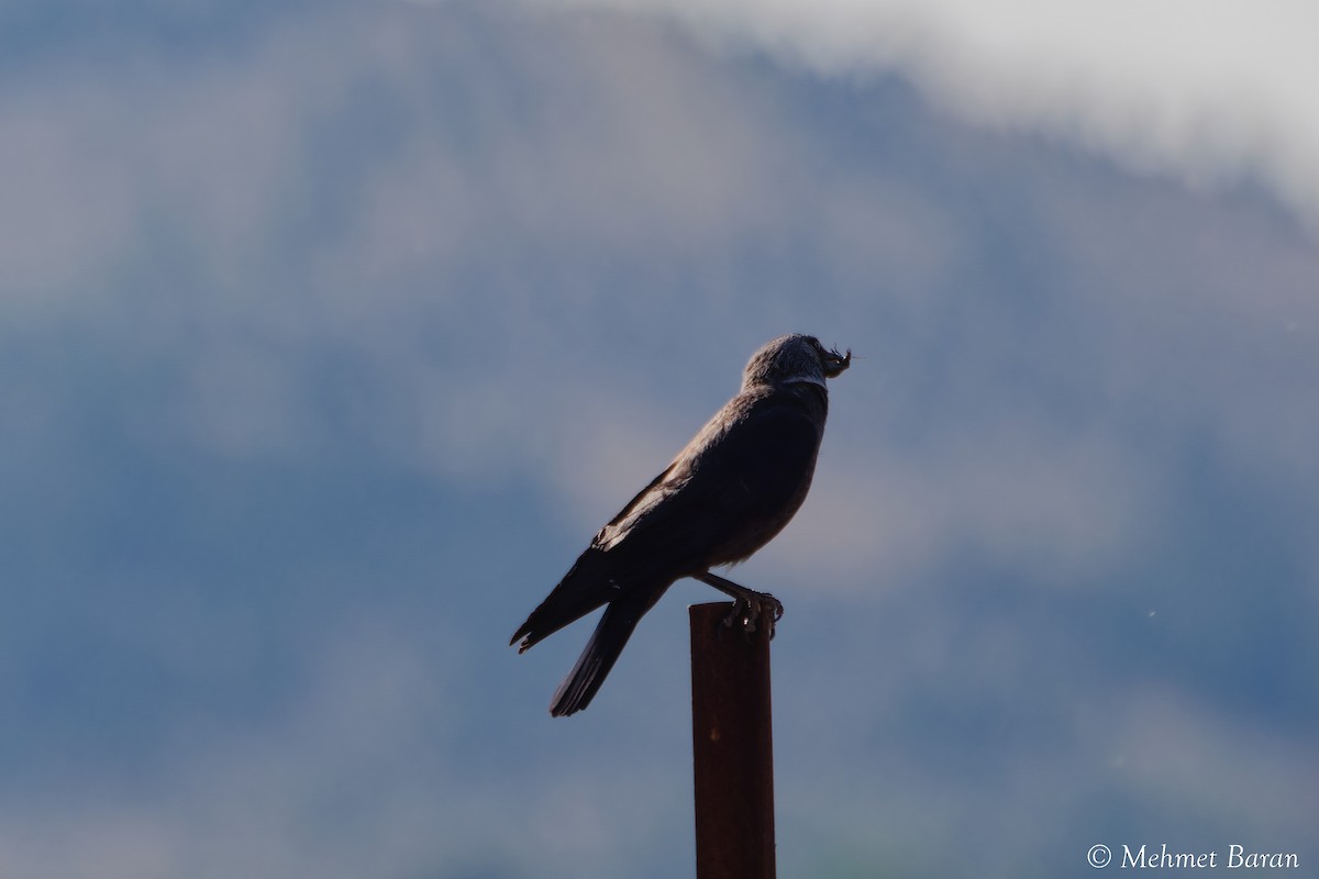 Eurasian Jackdaw - ML638543427