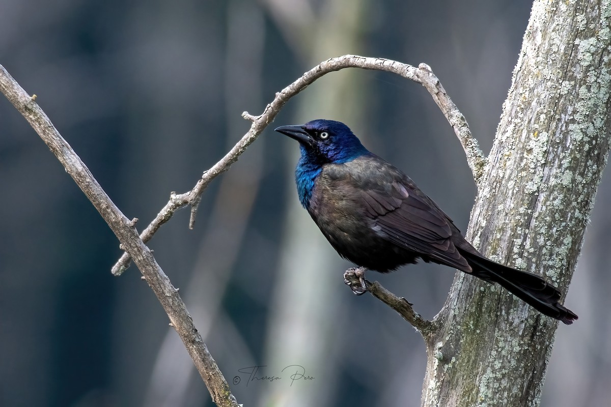 Common Grackle - ML638543428