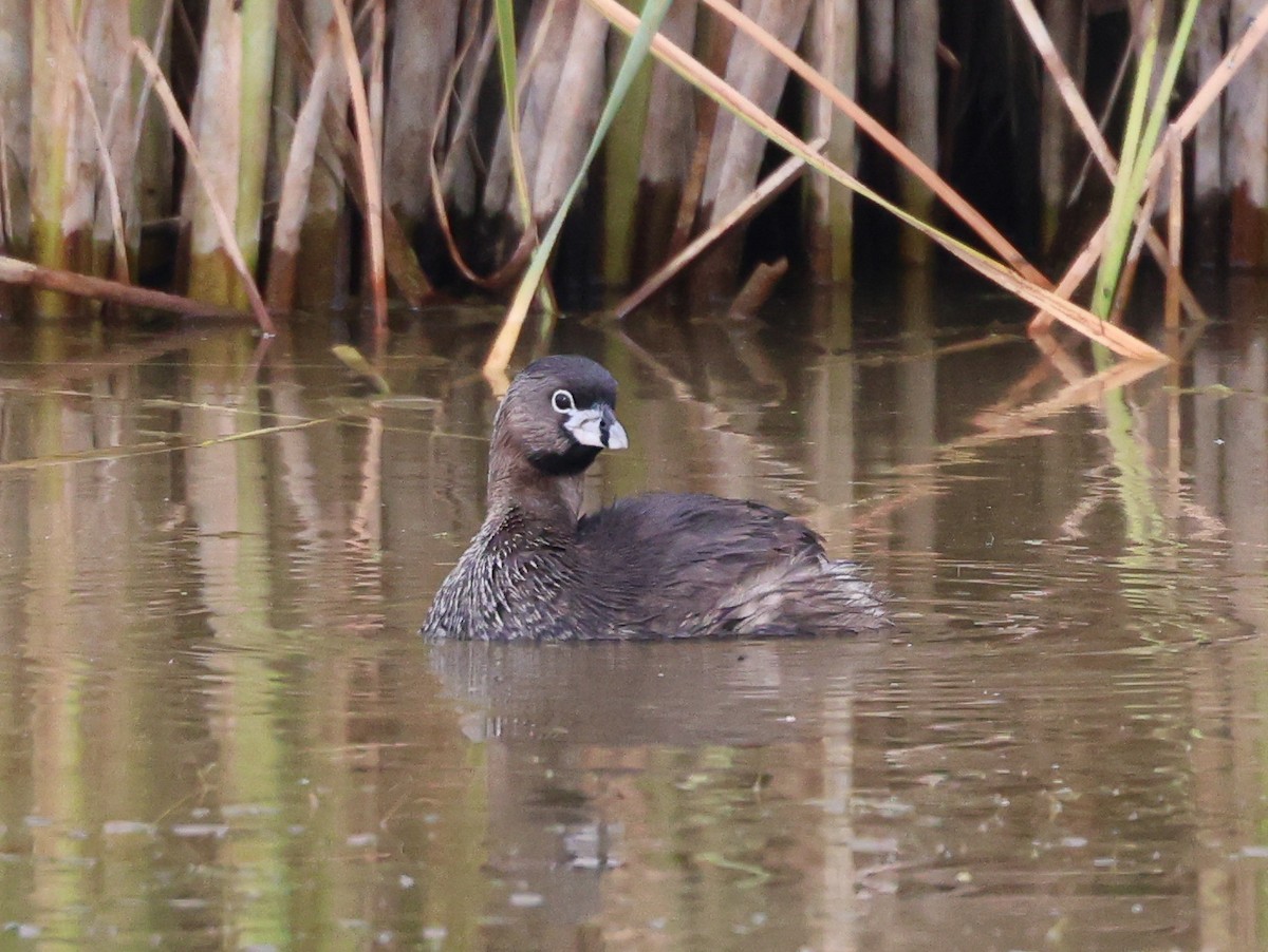 Pied-billed Grebe - ML638543456