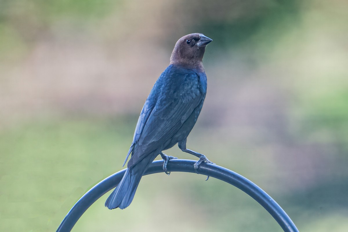 Brown-headed Cowbird - ML638543468