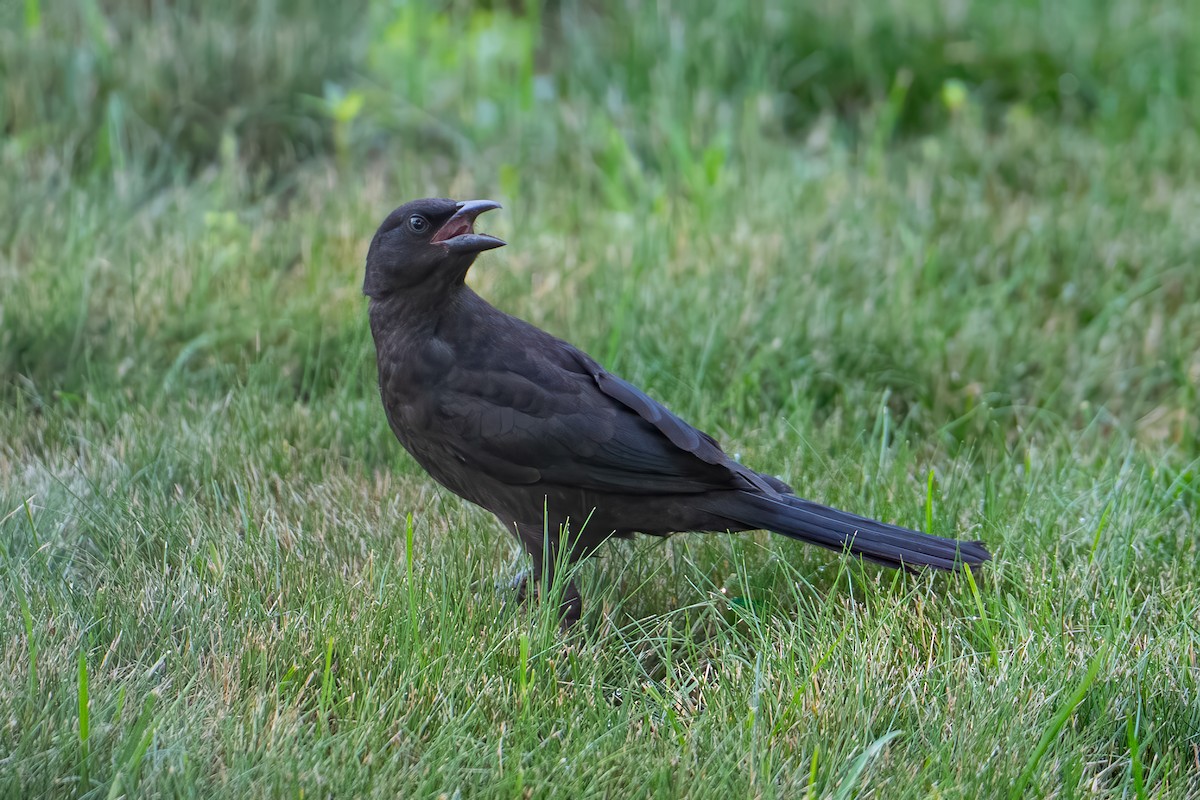 Common Grackle - ML638543481