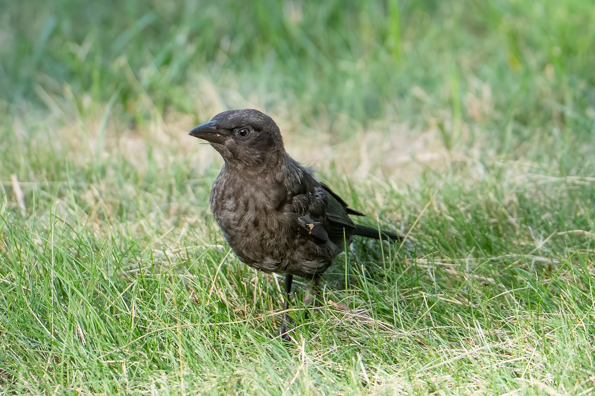 Common Grackle - ML638543482