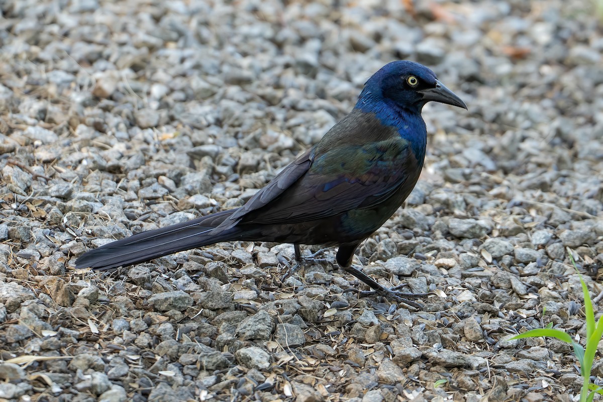Common Grackle - ML638543483