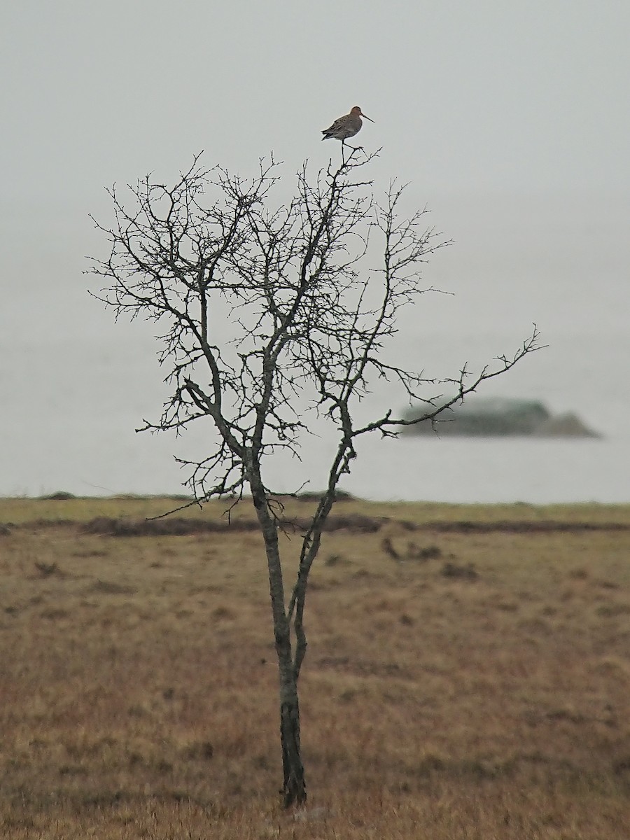 Black-tailed Godwit - ML638543498