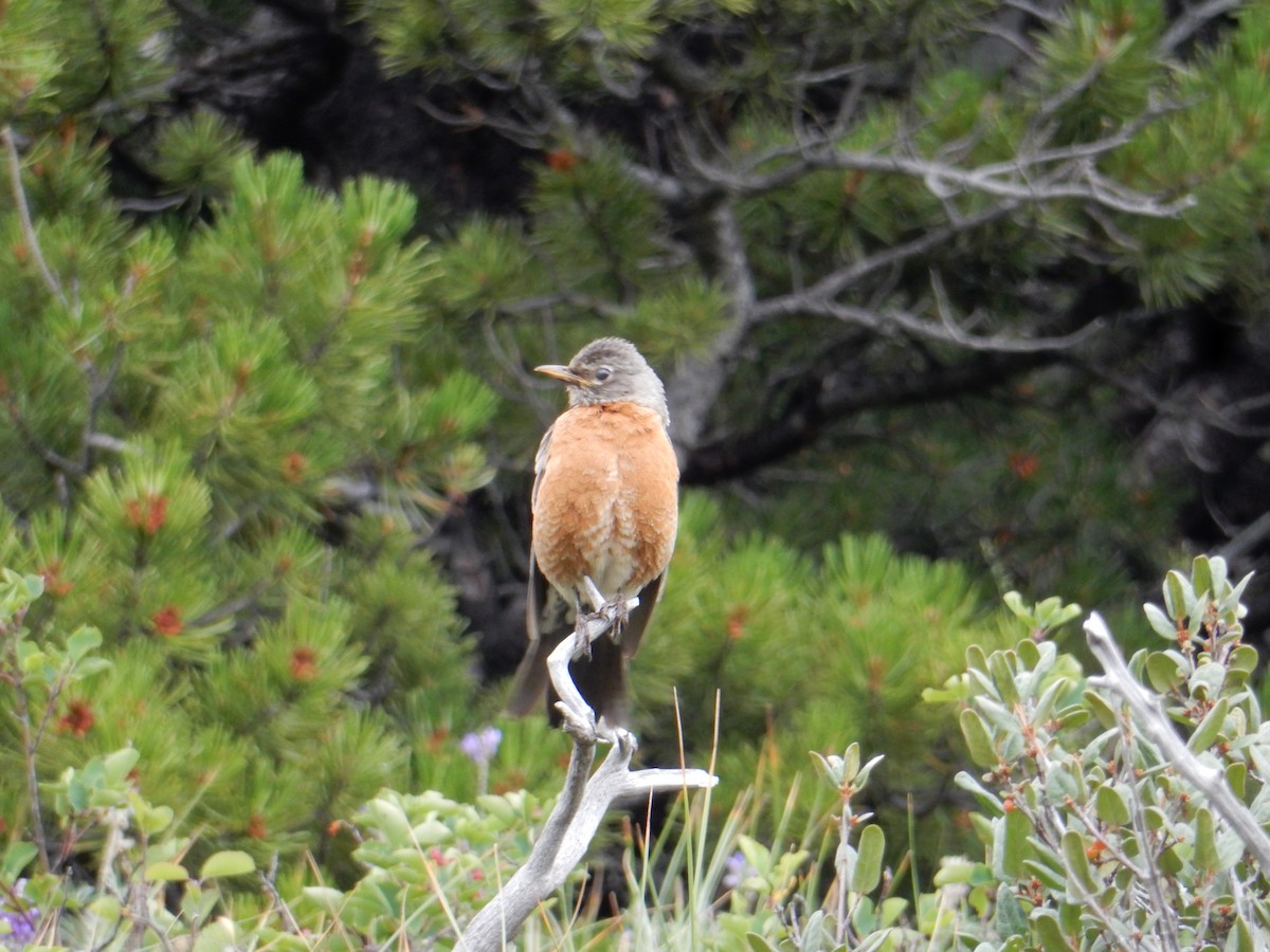 American Robin - ML638543525