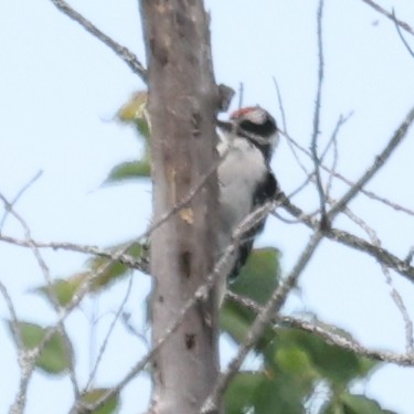 ub. spett (Picidae sp.) - ML638543560