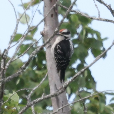 ub. spett (Picidae sp.) - ML638543561