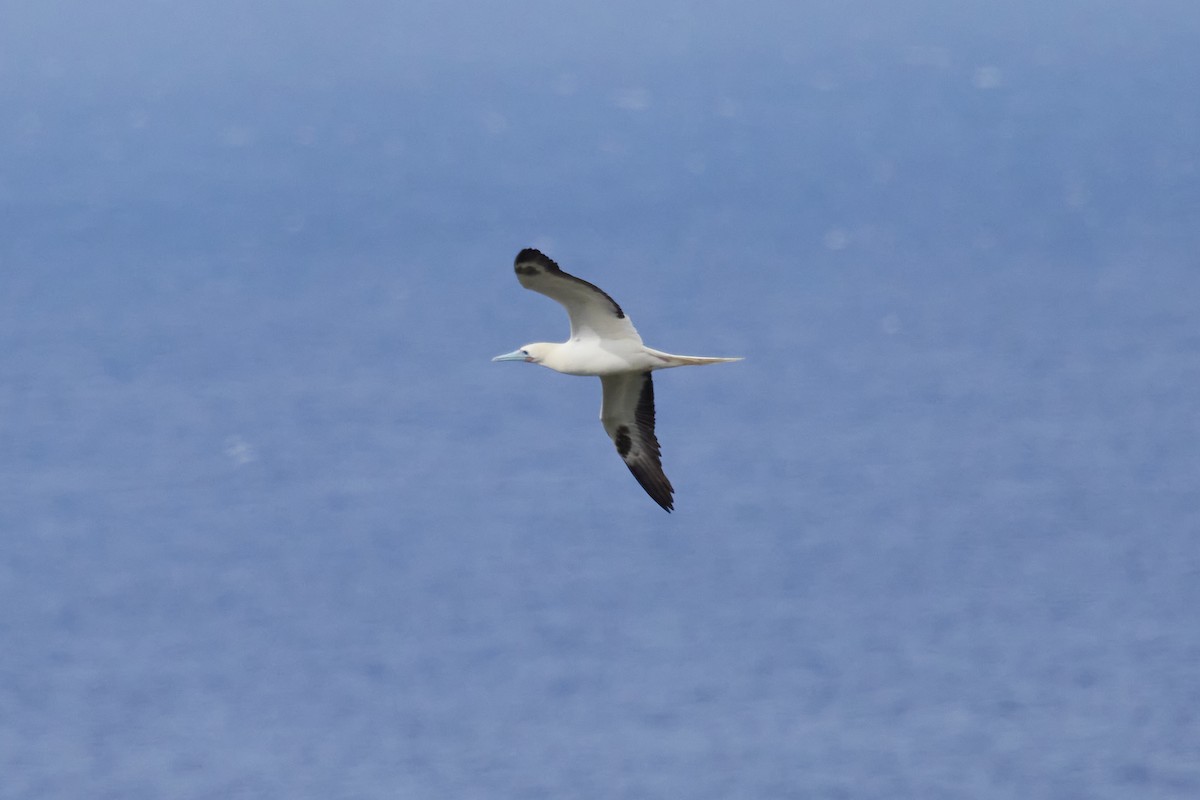 Red-footed Booby - ML638543632