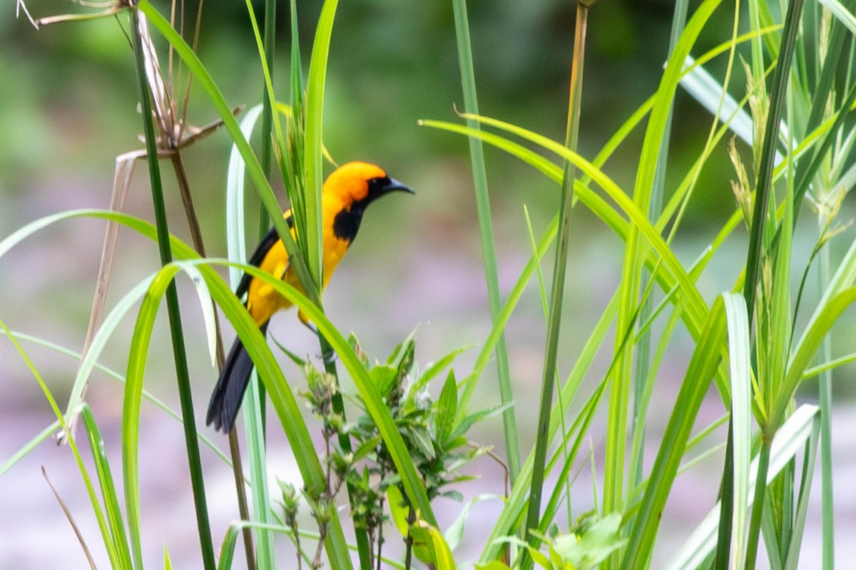 Orange-crowned Oriole - ML638543633