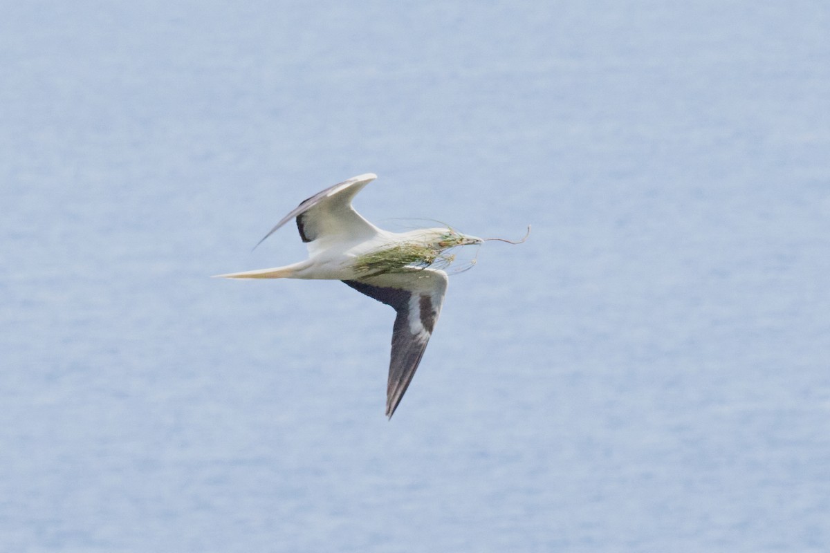 Red-footed Booby - ML638543635