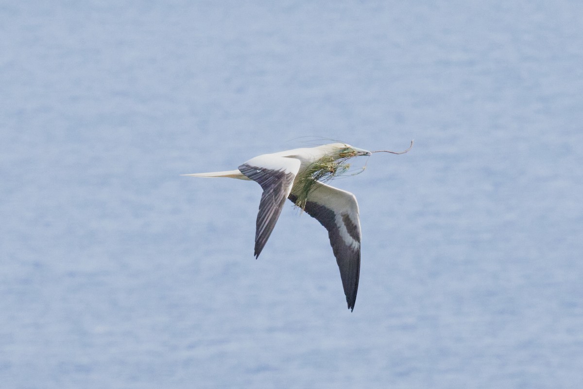 Red-footed Booby - ML638543636