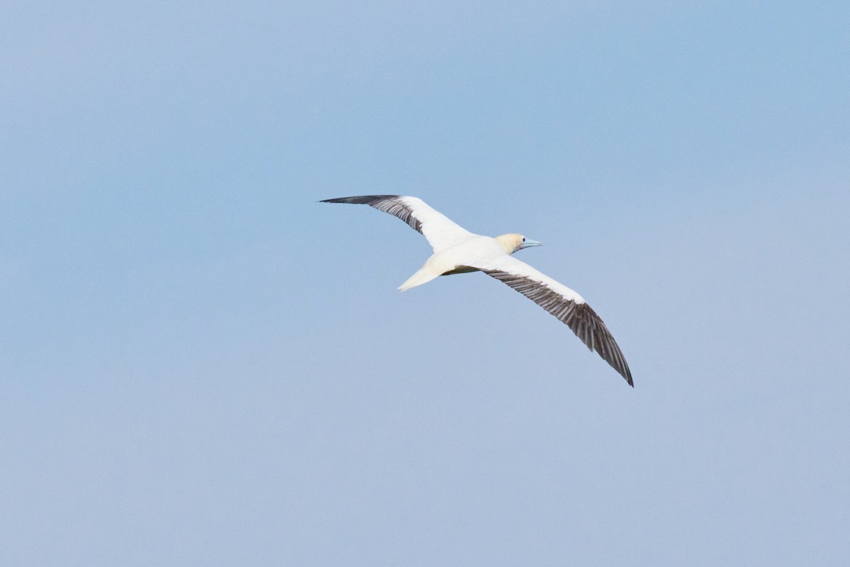 Red-footed Booby - ML638543638
