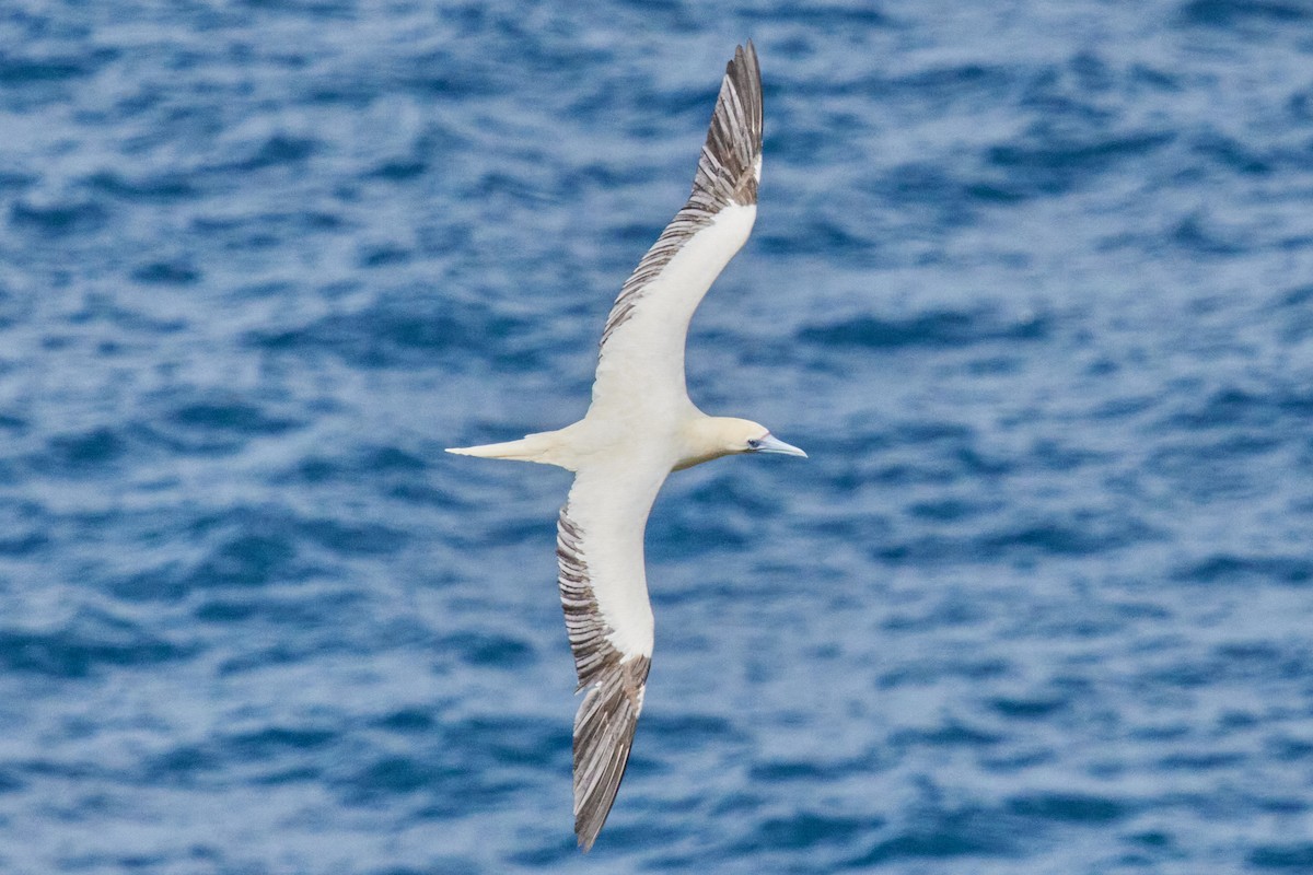 Red-footed Booby - ML638543639