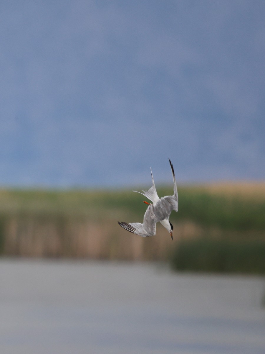 Forster's Tern - ML638543645
