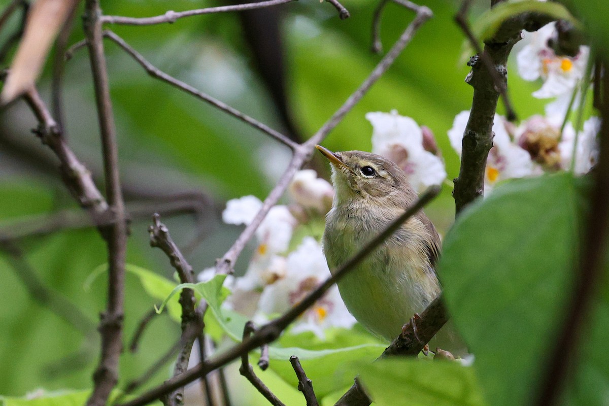 Willow Warbler - ML638543681