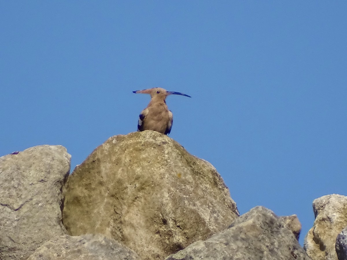 Common Hoopoe - ML638543698