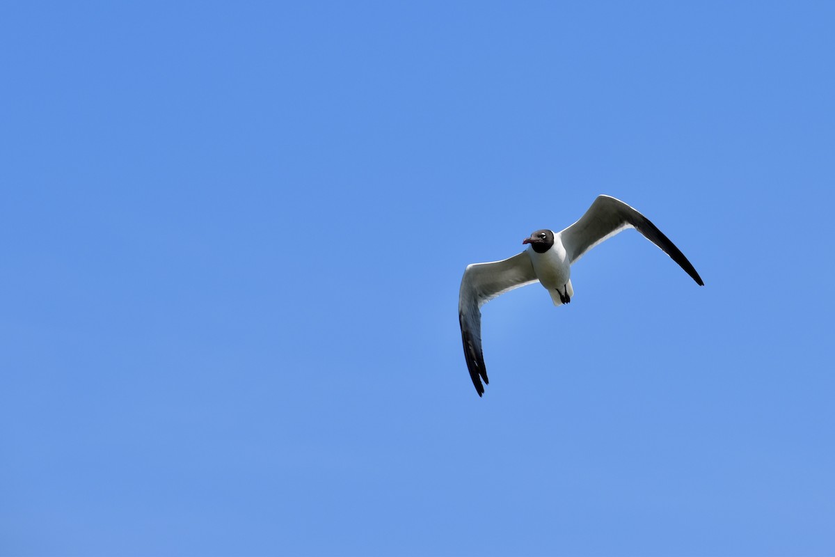 Laughing Gull - ML638543702