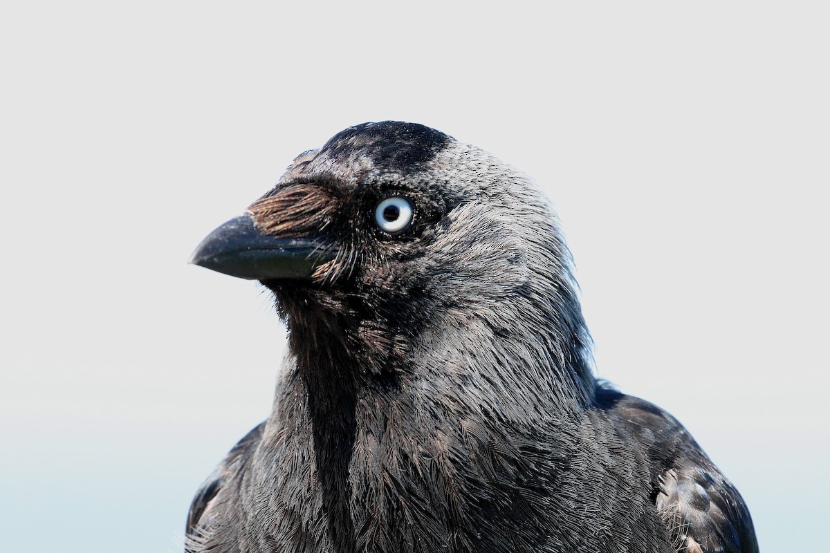 Eurasian Jackdaw - ML638543703