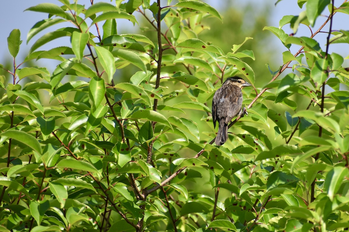 Red-winged Blackbird (Red-winged) - ML638543707