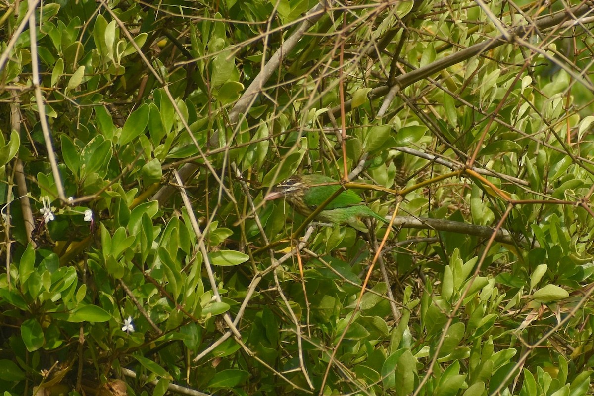 White-cheeked Barbet - ML638543709