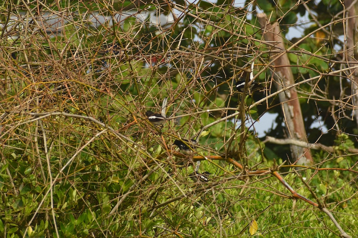 Oriental Magpie-Robin - ML638543712