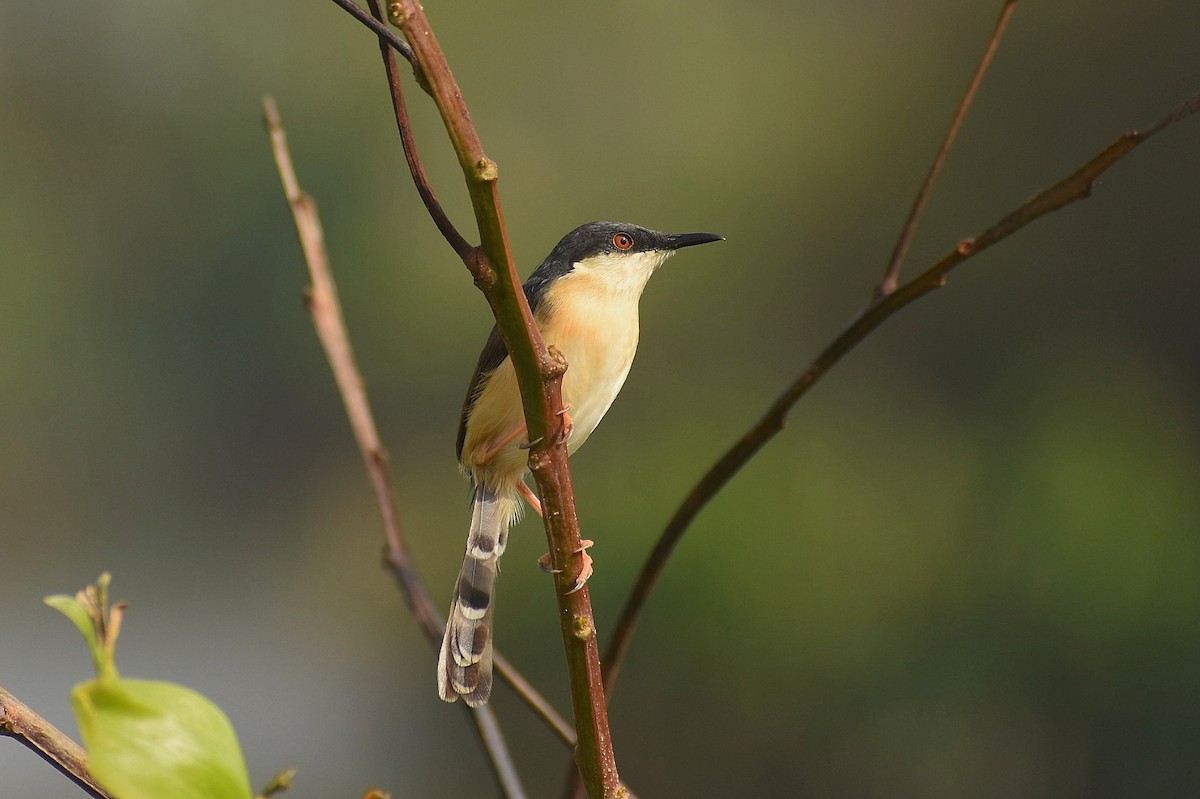 Ashy Prinia - ML638543714