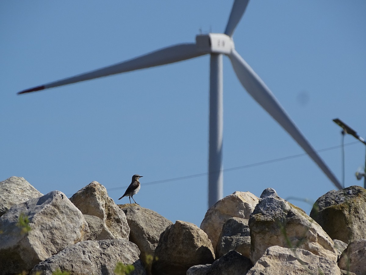 Адууч чогчиго - ML638543730