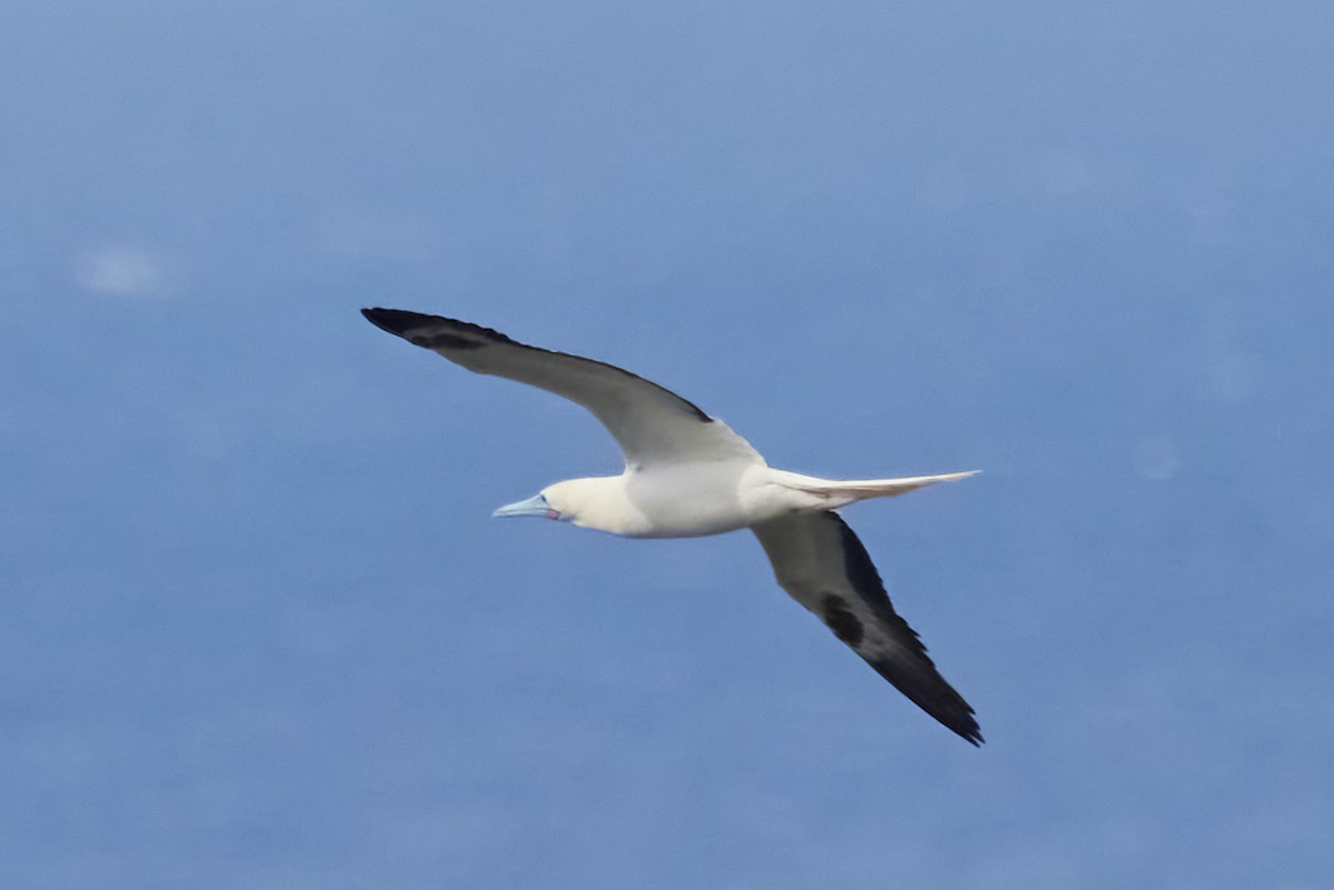 Red-footed Booby - ML638543731